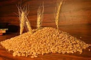 Desi Wheat