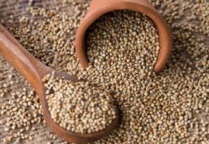 Pearl Millet (Bajra)