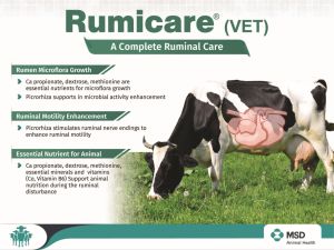 RUMICARE PWD - 125G