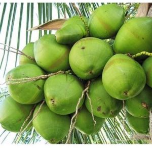 Organic Tender Coconut