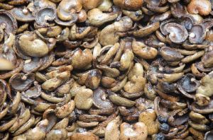 Cashew Shell