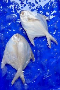 White Pomfret Fish