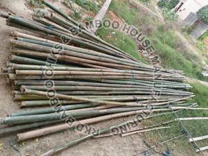 17 Feet Lagga Bamboo Poles