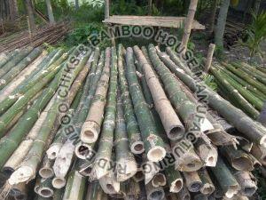 19 Feet Lagga Bamboo Poles