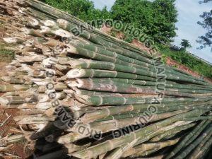 24 Feet Bambus Bamboo Pole