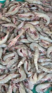 Fresh Tiger Prawn