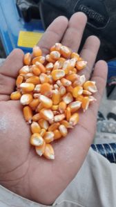 Yellow Maize Seeds