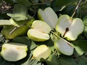 White Diamond Guava Plant