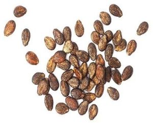 Castor Seeds