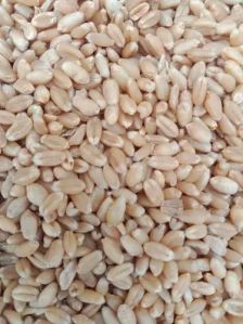 Hard White Wheat Grains