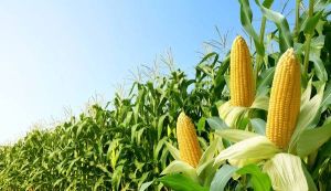 Dehydrated Corn Silage