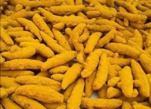 salem dried turmeric finger