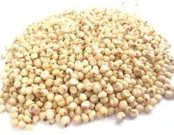 Sorghum Seeds