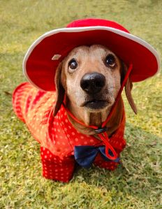 dog hat