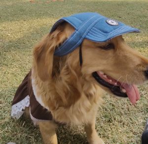 dog fashion hat