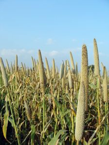 Pearl Millet