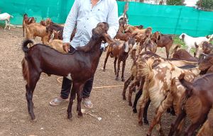 Ajmeri Goat