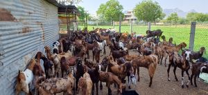 Mix Breed Cutting Goat