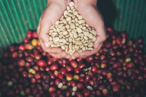 Green Coffee Beans