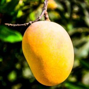 Fresh Mango