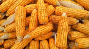 fresh sweet corn