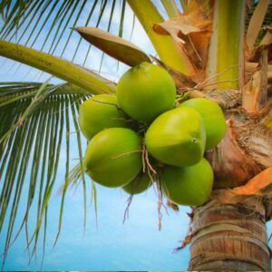 Tender Coconut