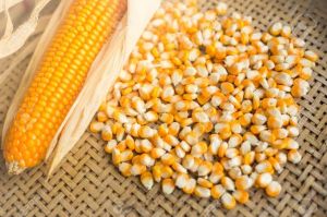 Premium Yellow Corn