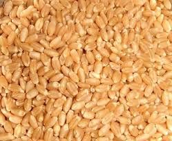 Durum Wheat Seeds