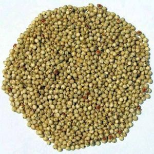 Green Millet Seeds