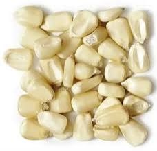 White Maize Seeds