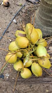 Tender Coconut