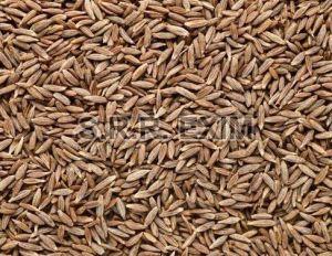 Natural Cumin Seeds