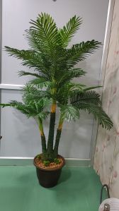 Areca Palm