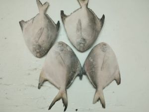 Frozen Pomfret Fish