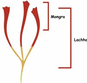 Kashmiri Mogra Saffron
