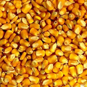 Yellow Maize