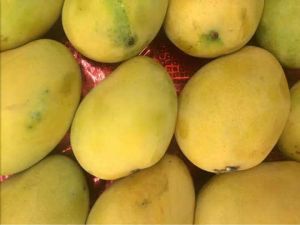 Langra Mango