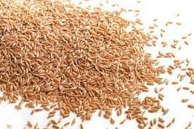 Khapli Wheat Grain