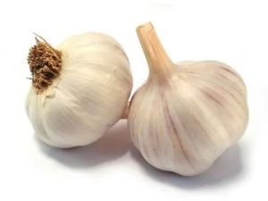 Fresh Garlic