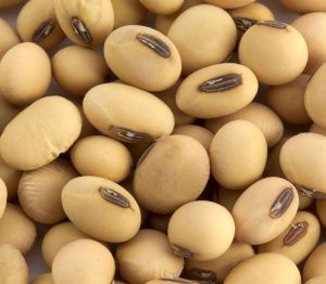 Soybean Seeds