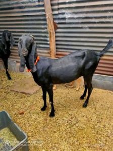 Female Pregnant Beetal Goat