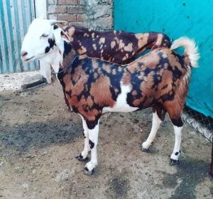 Gujari goat