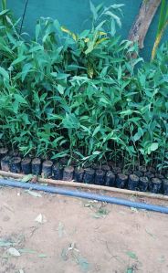 Eucalyptus Plants