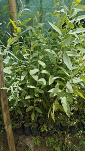 Eucalyptus Plants
