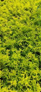 Golden Duranta