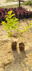 Golden Duranta