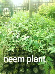 neem plants