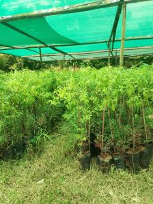 white sandalwood plant