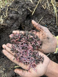 Live Earthworms Vermicompost Fertilizer