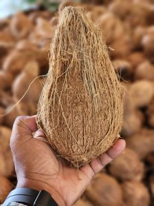 Semi Husked Coconuts